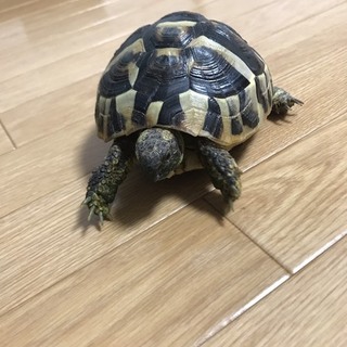 ヘルマンリクガメ君です！