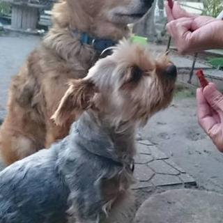 《交渉中》ヨーキー♂去勢済_シェル君