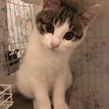 まん丸お目目のじゃっく★猫も人も大好き★オス