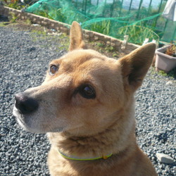 チョコとマリンのお参りに行ってきました。