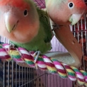 コザクラインコ２羽(兄弟)