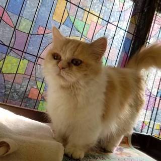 大人しくて可愛いミヌエットです