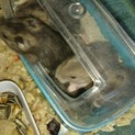 ジヤンガリアンの赤ちゃんの里親募集をしています。