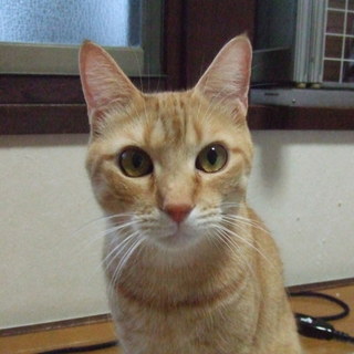 可愛い　救ってください！