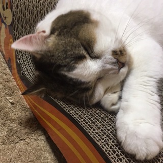 ふわもこマンチカン