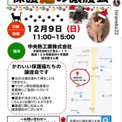 保護猫の譲渡会