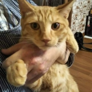 【急募】イケメン茶トラの男の子