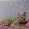 【急募】イケメン茶トラの男の子 サムネイル2