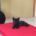 黒猫ちゃん里親募集中