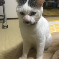 ハナ