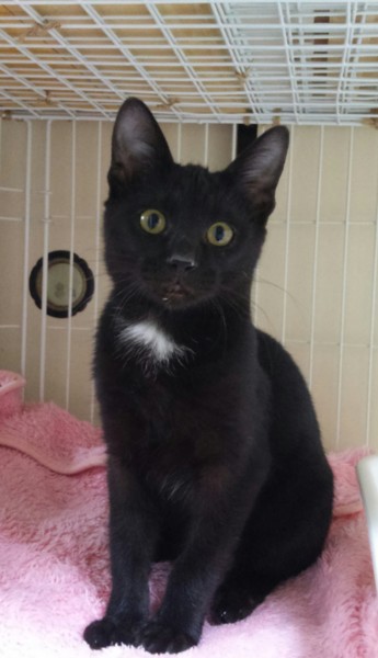 首の白い毛がチャームポイ 大阪府 猫の里親募集 ペットのおうち 月間利用者150万人