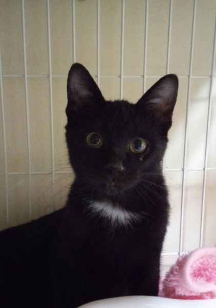 首の白い毛がチャームポイ 大阪府 猫の里親募集 ペットのおうち 月間利用者150万人