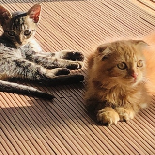 生後3ヶ月のカワイイ仔猫 2匹保護しました！