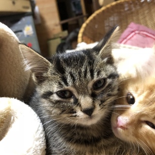  3ヶ月のキジトラの子猫