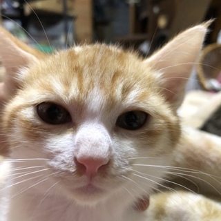 茶トラ白の3ヶ月の子猫