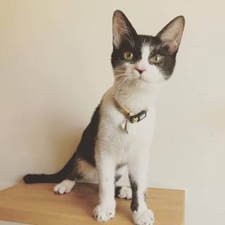 お静ちゃん♪黒白６ヶ月女の子