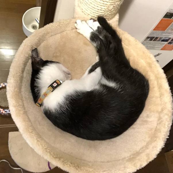 お静ちゃん 黒白６ヶ月女の子 大阪府 猫の里親募集 ペットのおうち 月間利用者150万人