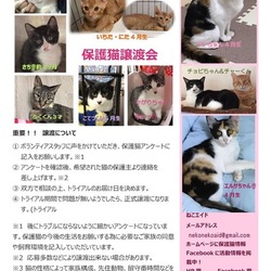 保護猫譲渡会@島忠八潮店