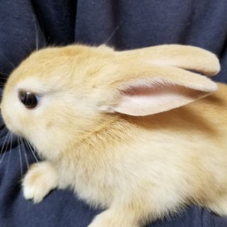 生まれたのでもらってください。