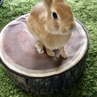 ネザーランドドワーフ♂里親さん募集！