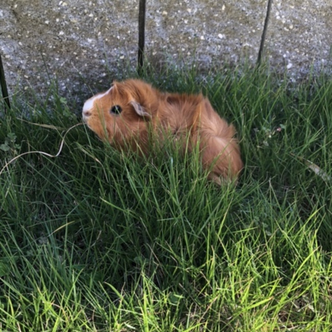 かおる@のカバー写真