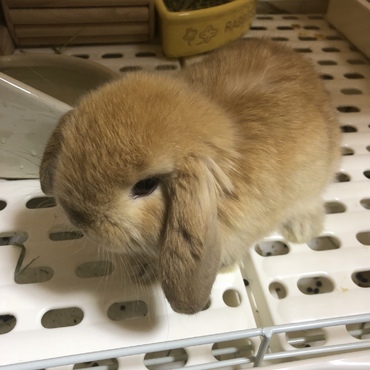 はやくお散歩したいなー