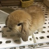 はやくお散歩したいなー