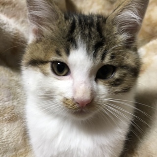 さばトラの3ヶ月のオスの子猫