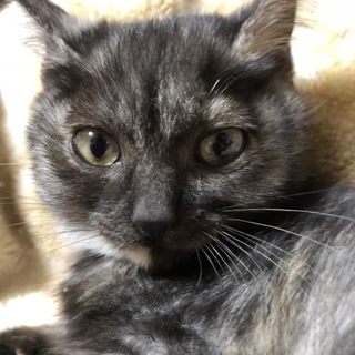  3ヶ月のグレーのメスの子猫