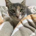 パステルカラーの三毛猫を可愛がっていただける方！