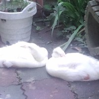 てばさき