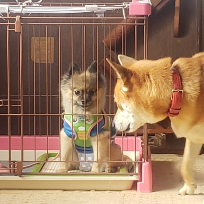 りん&らんのカバー写真