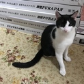 元気なハチワレ君