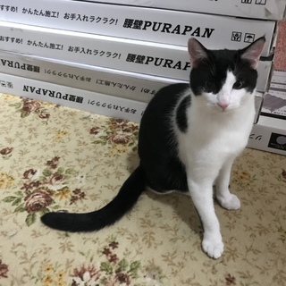 元気なハチワレ君