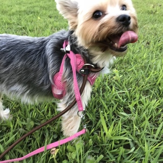 人が大好きなモモちゃんです