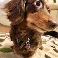 チョコ
