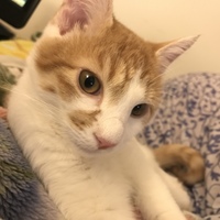 ちくわ