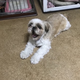 賢くてベタベタ甘えん坊のシーズーのコナーちゃん