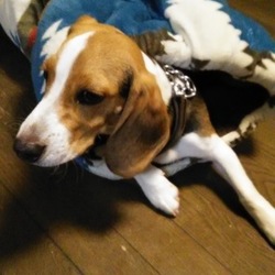 しまむらホイホイだwon！