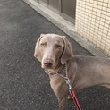 ワイマラナー1歳。