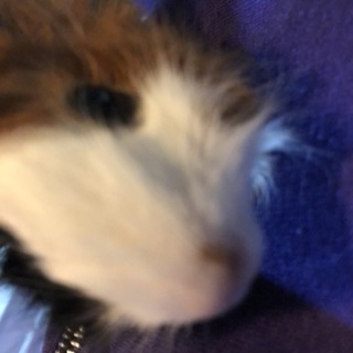 再モルモット10月13日生まれ！！