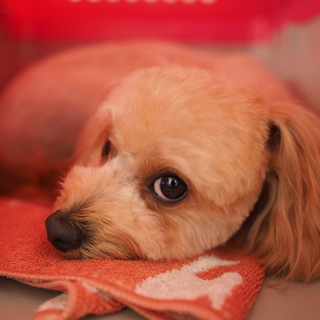 里親募集します