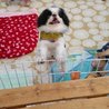 激痛を乗り越えた小さなシニア狆*きはちじょう君 サムネイル5