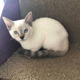 マンダリン、里親さま決定！ありがとうございました♡