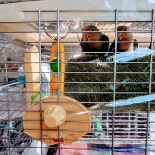 コザクラインコ兄弟の里親募集中