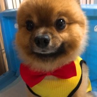 ルル