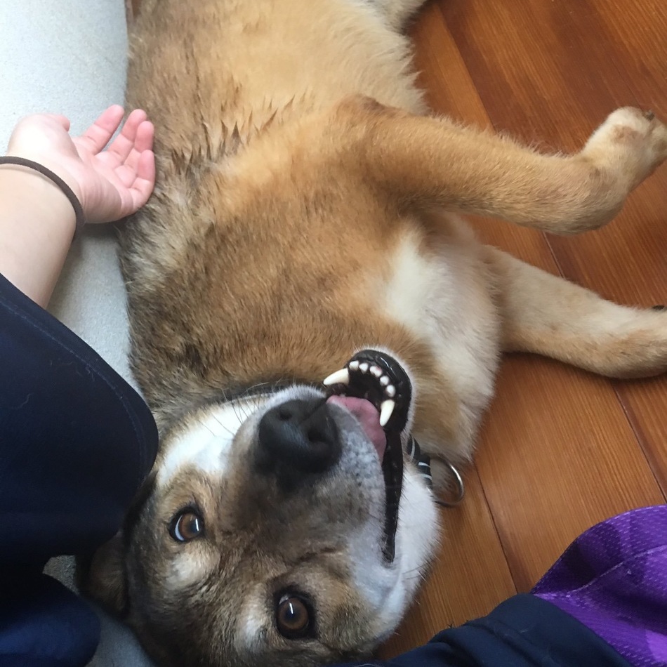 シンジのカバー写真