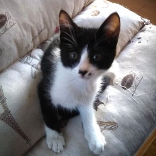 尻尾が長い美猫のスカイ(トライアル中)