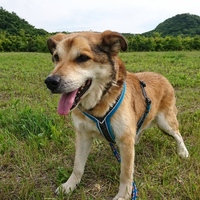 バロン
