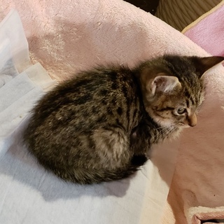 子猫の里親募集